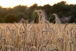 wheat, wheat field, wheat ears, twilight, sunset, field, nature, agriculture, barley, wheat, wheat, wheat, wheat, wheat, wheat field, wheat field, wheat field, wheat field, field, field, field, field, field, nature, nature, agriculture
